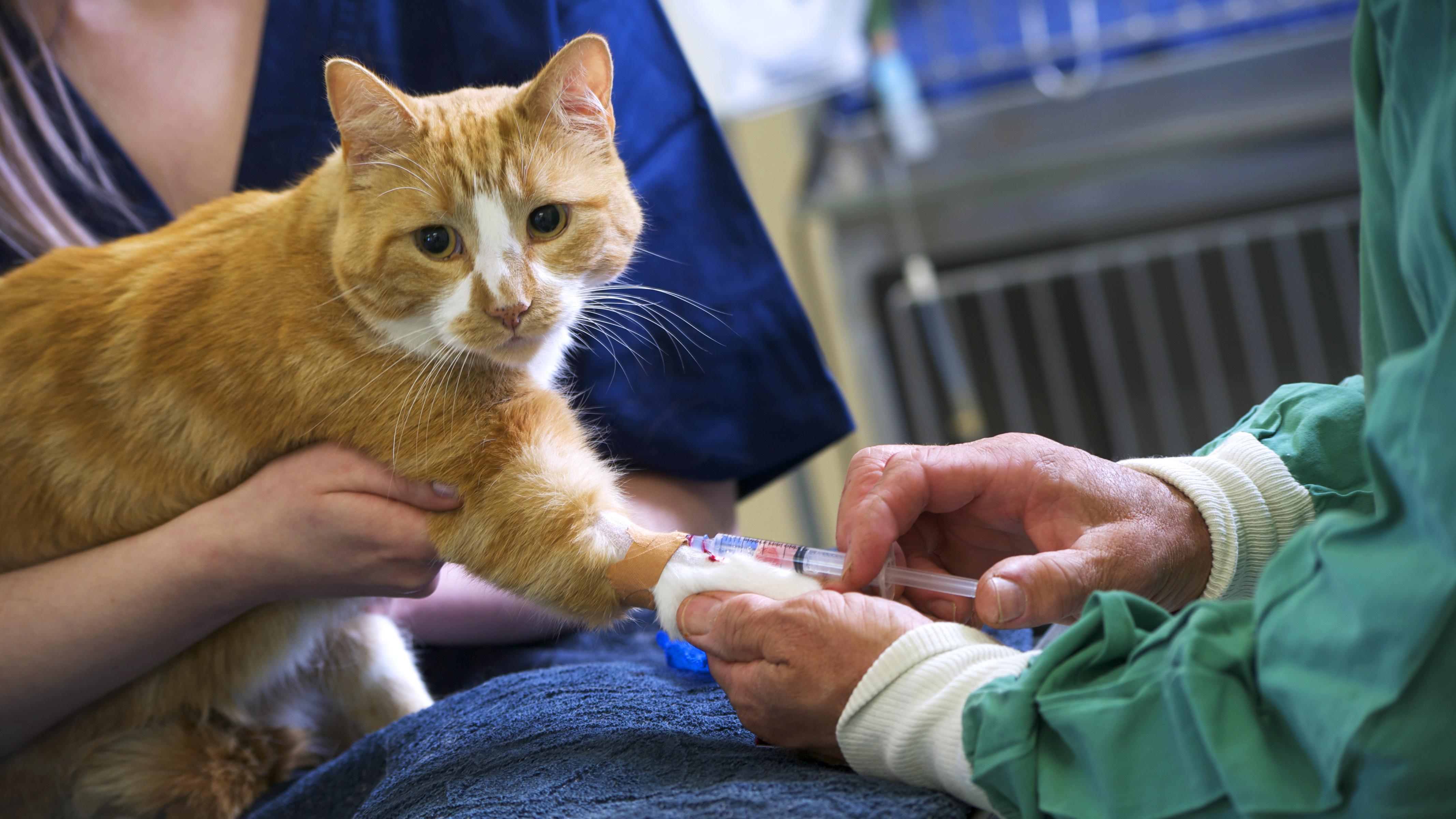 Anesthetic Induction of a ginger cat